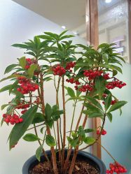 -紫洁俪方（北京）医疗美容