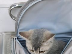 -瑞派动物医院·猫专科·至诚(江南中分院)