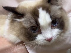 -安安宠医宠物医院·异宠·犬猫内科(岳阳分院)