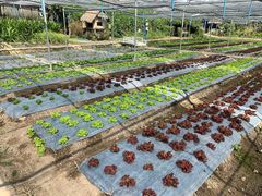 -Ohkajhu Organic Farm Sansai
