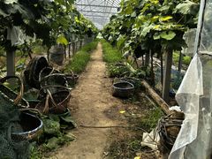 -马陆小张葡萄园农家乐