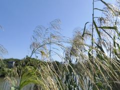 -鹤之洲湿地公园