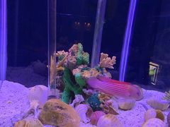 -太平洋海底世界