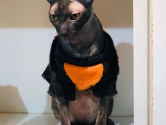 -猫小院猫主题咖啡厅(北锣店)