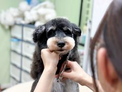 -鑫艺宠物美容培训学校