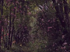 -鹅湖玫瑰文化园