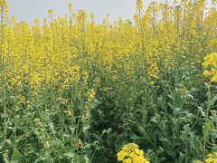 -武汉紫薇都市田园