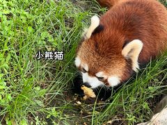 -灵玲国际马戏城