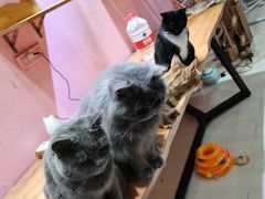 -猫亿天猫咖