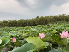 -三山岛