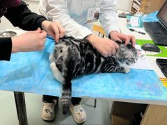 -瑞派·关忠动物医院·猫专科·犬专科(三环新城店)
