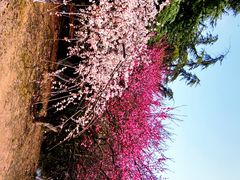 -白塘生态植物园