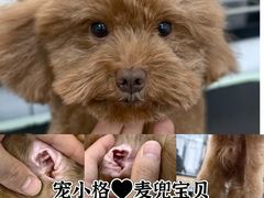 -宠小格时尚宠物生活馆(唐镇店)