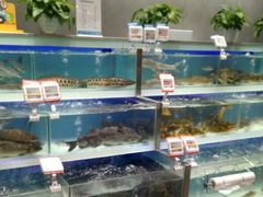 水产区-盒马鲜生(财富中心店)