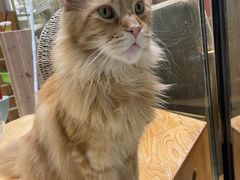 -藏猫猫咖啡主题馆(中央大道店)