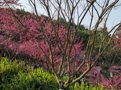 -重庆彩云湖湿地公园