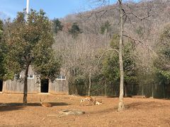 -合肥野生动物园