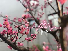 -锡师附小学(学前街校区)