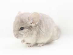 -龙猫仔乐园(惠福东路店)