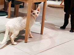 -Heymao猫咖.咖啡厅(东门店)