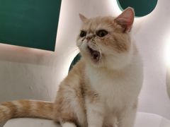 -飞行喵MR PILOT|猫舍·猫咖(静安大融城店)