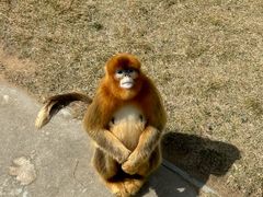 -西霞口神雕山野生动物世界