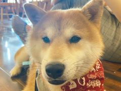 -豆柴町-柴犬主题狗咖(红鼎国际C座店)