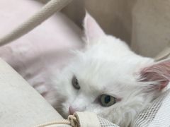 -瑞派长江宠物医院·猫科·外科·24小时夜护(谊城公寓分院)