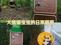 -成都大熊猫繁育研究基地