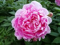 -长春公园(普阳街道)