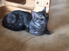 -猫咖时代(中山亭店)