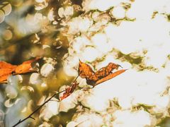 -江西阳明山国家森林公园