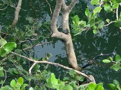 -北海金海湾红树林生态旅游区