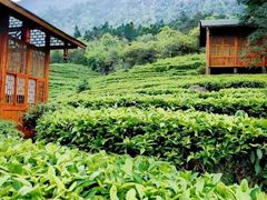 -姑婆山旅游区