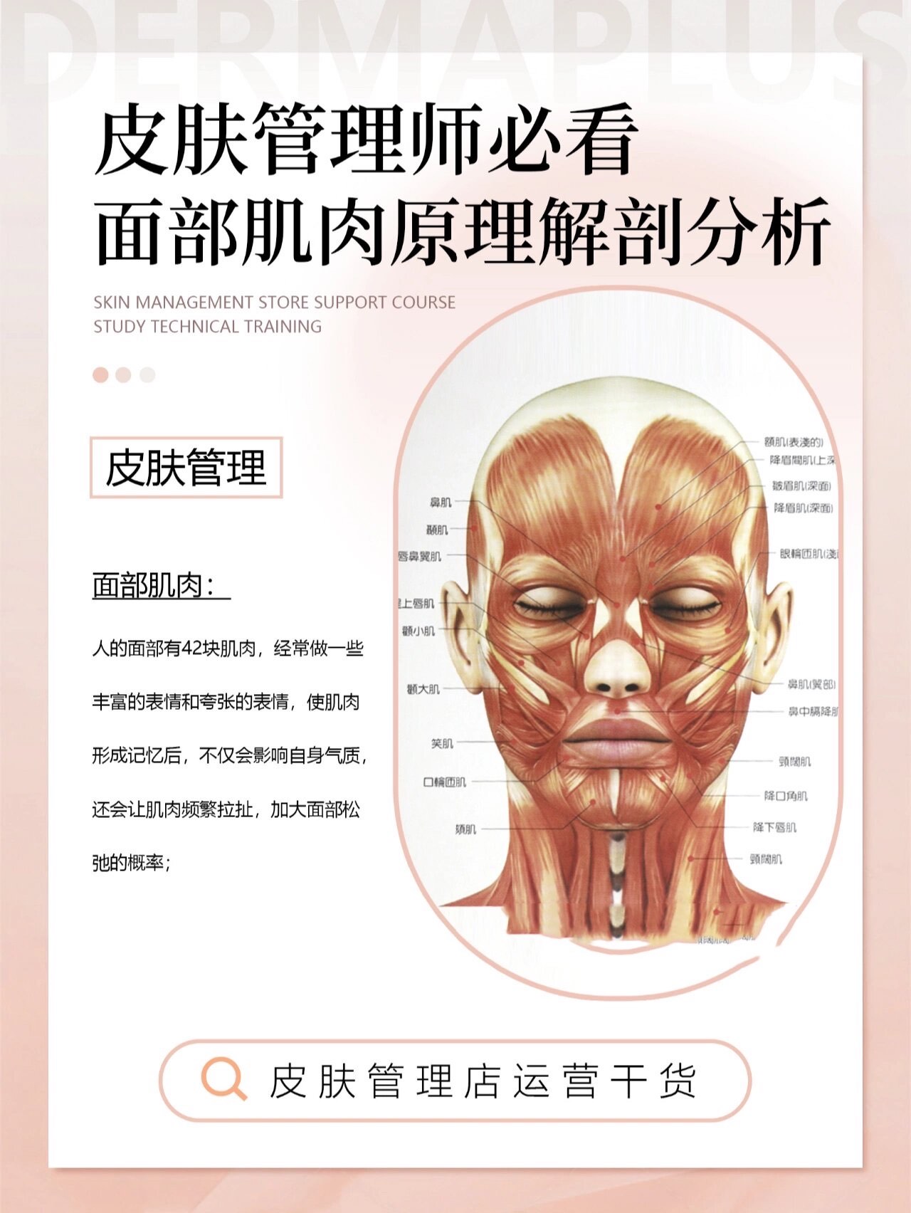 面部肌肉结构图解大全图片