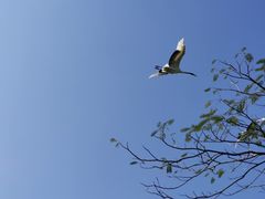-广州长隆飞鸟乐园