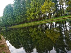 -上海共青森林公园