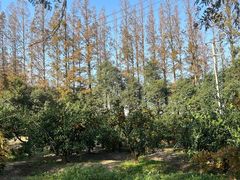 -上海长兴岛郊野公园