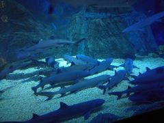 -烟台海昌鲸鲨海洋公园