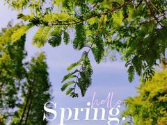 -上海滨江森林公园