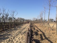 -杭州湾海上花田景区
