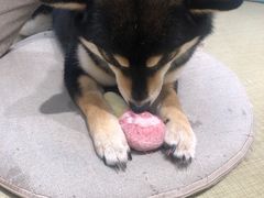 -逗柴咖啡屋·狗咖猫咖宠物桌游