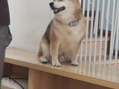 -是阿柴呀！柴犬咖啡·爱喵喵猫咖