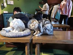 -猫猫幼稚园·撸猫·桌游·电玩