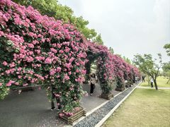 -广富林郊野公园