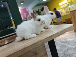 -神奇动物撸宠馆·羊驼·小浣熊·异宠(豫园店)