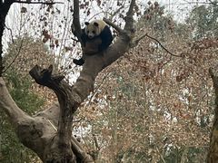 -都江堰中华大熊猫苑