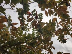 -中国移动南方基地