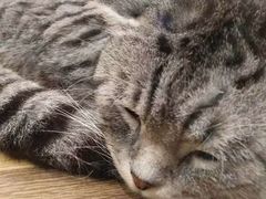 -袖虎·猫馆(体育西路店)