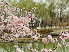 -南海子公园